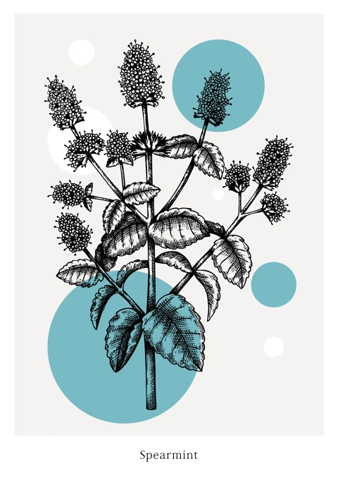 Hand-sketched Mint with flowers and leaves illustration. Perfumery, cosmetics, herbal tea packaging design element. Hand drawn Spearmint sketch isolated on vintage background. 